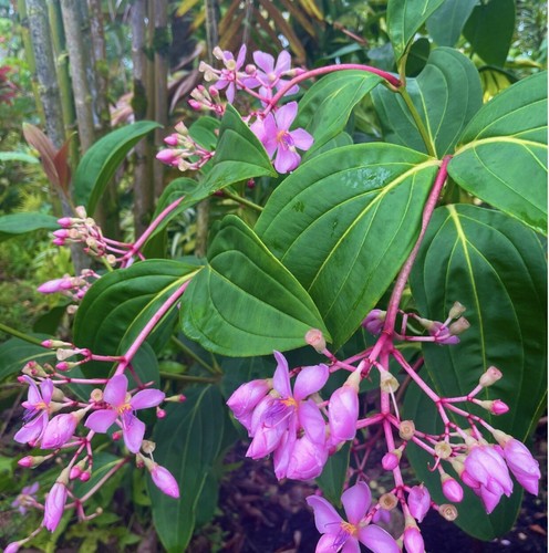 Medinilla apoensis philippine - apoensis, "philippine